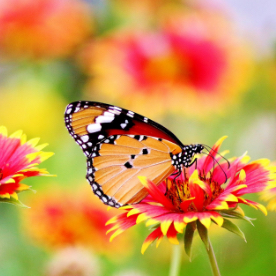 gardens at Cedar Lodge Care Home