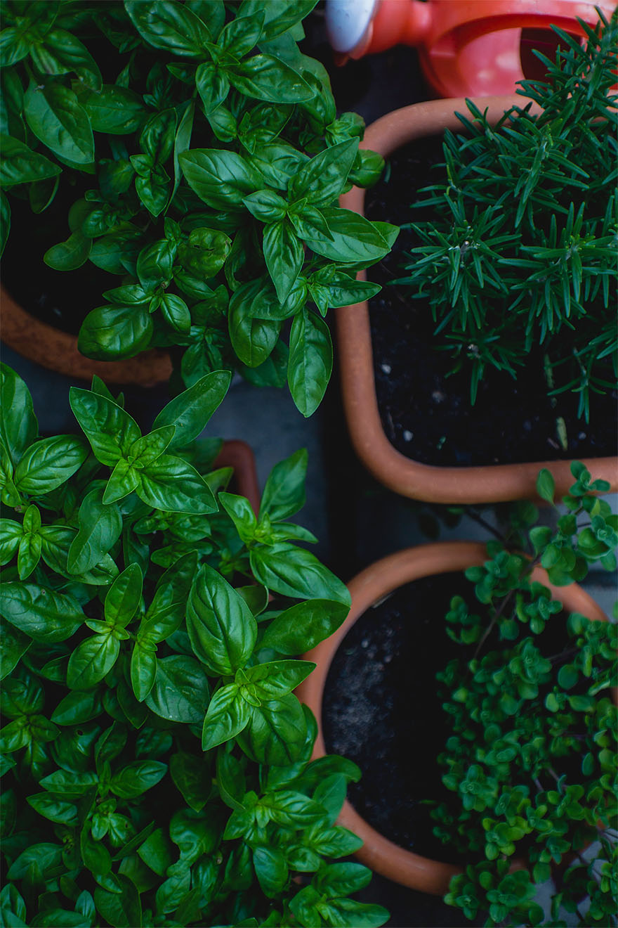 herbs in pots