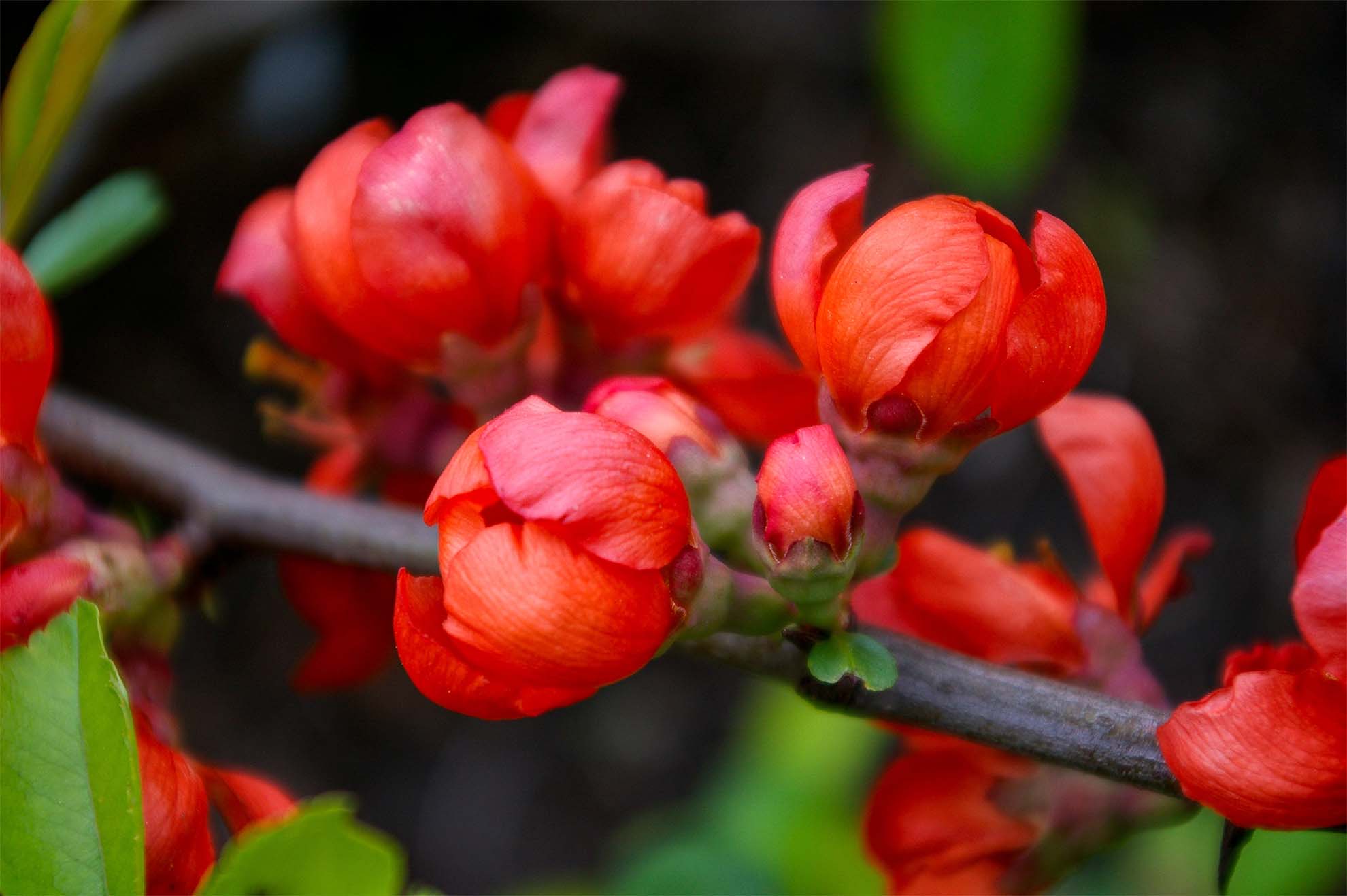 red flowers